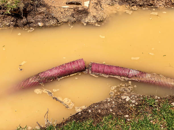 Best Professional water damage repair  in St Bonifacius, MN